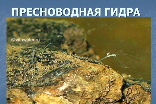 Кракен krakens13 at