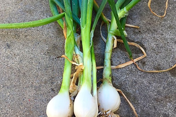 Kraken darknet onion